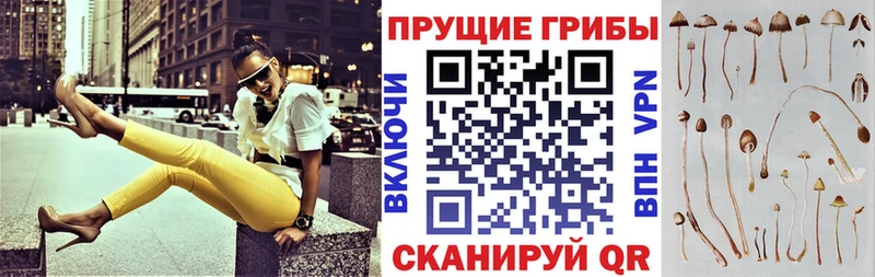 Галлюциногенные грибы Psilocybe  Купить закладки  Махачкала 